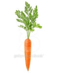Carrot 이미지 (464412284) - 게티이미지뱅크 Carrot