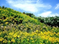 Yellow Hill beneath the Sky 이미지 (479421940) - 게티이미지뱅크 Yellow Hill beneath the Sky