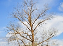 Deciduous tree 이미지 (478154554) - 게티이미지뱅크 Deciduous tree