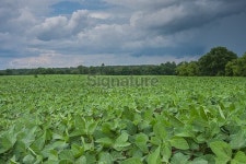 Field of young soy beans 이미지 (481564946) - 게티이미지뱅크 Field of young soy beans