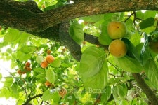 Persimmon 이미지 (489785302) - 게티이미지뱅크 Persimmon