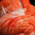 Flamingo 이미지 (474631764) - 게티이미지뱅크 Flamingo