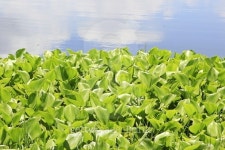Water Hyacinth 이미지 (485124778) - 게티이미지뱅크 Water Hyacinth