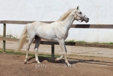Andalusian horse in the farm 이미지 (480793444) - 게티이미지뱅크 Andalusian horse in the farm