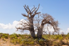 Big baobab tree growing surrounded by bushes 이미지 (492761406) - 게티이미지뱅크 Big baobab tree growing surrounded by bushes
