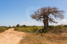 Big baobab tree growing surrounded by bushes 이미지 (492761584) - 게티이미지뱅크 Big baobab tree growing surrounded by bushes