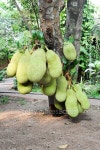 Jackfruit on the tree 이미지 (466143618) - 게티이미지뱅크 Jackfruit on the tree