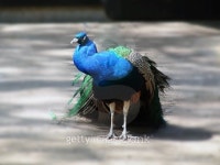 Peacock Bird 이미지 (482927936) - 게티이미지뱅크 Peacock Bird