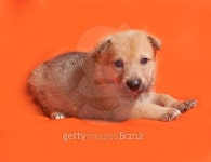 Little yellow puppy lying on orange 이미지 (471722068) - 게티이미지뱅크 Little yellow puppy lying on orange