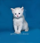 Small white kitten standing on blue 이미지 (471005292) - 게티이미지뱅크 Small white kitten standing on blue