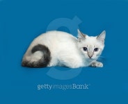 White Thai kitten lying on blue 이미지 (485124364) - 게티이미지뱅크 White Thai kitten lying on blue