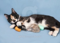 Tricolor kitten with toys lying on blue 이미지 (471422542) - 게티이미지뱅크 Tricolor kitten with toys lying on blue