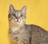 Grey tabby cat sitting on yellow 이미지 (475479660) - 게티이미지뱅크 Grey tabby cat sitting on yellow