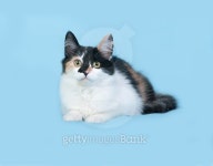 Tricolor kitten lies on blue 이미지 (497280190) - 게티이미지뱅크 Tricolor kitten lies on blue