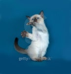 Thai white kitten playing on blue 이미지 (474092316) - 게티이미지뱅크 Thai white kitten playing on blue