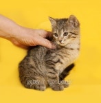 Tabby kitten sitting on yellow 이미지 (481157702) - 게티이미지뱅크 Tabby kitten sitting on yellow