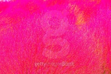 Close up of red Kochia 이미지 (482787498) - 게티이미지뱅크 Close up of red Kochia