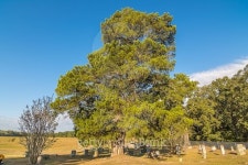 Cedar Tree. 이미지 (496062082) - 게티이미지뱅크 Cedar Tree.