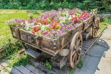cart with flowers 이미지 (498149072) - 게티이미지뱅크 cart with flowers