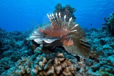 LIONFISH/ptérois volitans 이미지 (488839574) - 게티이미지뱅크 LIONFISH/ptérois volitans