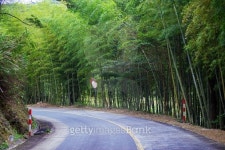 road to the peak with bamboos on side 이미지 (533910525) - 게티이미지뱅크 road to the peak with bamboos on side
