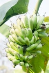 Bunch of bananas 이미지 (487800744) - 게티이미지뱅크 Bunch of bananas