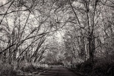 Tree-Lined Road, Black and White, Landscape 이미지 (481062546) - 게티이미지뱅크 Tree-Lined Road, Black and White, Landscape