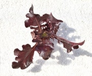 Fresh lettuce growing in an hydroponics system in greenhouse 이미지 (536276091) - 게티이미지뱅크 Fresh lettuce growing in an... 