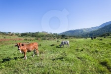 Cows Animals Valley 이미지 (476286864) - 게티이미지뱅크 Cows Animals Valley
