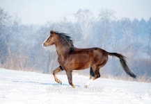 brown welsh pony runs free in winter field 이미지 (502737608) - 게티이미지뱅크 brown welsh pony runs free in winter field