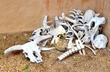 Old Steer Bones 이미지 (464396394) - 게티이미지뱅크 Old Steer Bones