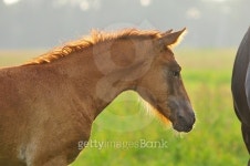 chestnut foal portrait on sunrise 이미지 (479286780) - 게티이미지뱅크 chestnut foal portrait on sunrise