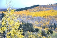 Colorado Aspen Trees 이미지 (537853383) - 게티이미지뱅크 Colorado Aspen Trees