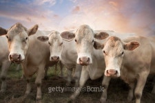 Four white cows 이미지 (485788618) - 게티이미지뱅크 Four white cows
