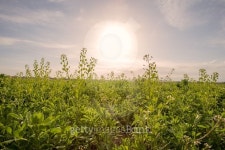 Farm field 이미지 (474790748) - 게티이미지뱅크 Farm field