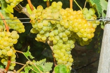 Vines with juicy ripe white grapes 이미지 (466235258) - 게티이미지뱅크 Vines with juicy ripe white grapes