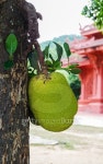 Jack fruit on the tree 이미지 (480165264) - 게티이미지뱅크 Jack fruit on the tree