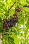 Purple and Green Grapes on the Vine 이미지 (477339764) - 게티이미지뱅크 Purple and Green Grapes on the Vine