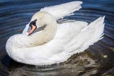 Swan Cleaning Itself 이미지 (477214678) - 게티이미지뱅크 Swan Cleaning Itself