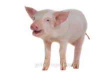 pig 이미지 (486654584) - 게티이미지뱅크 pig
