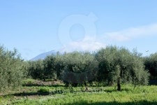 Olive Trees 이미지 (494763936) - 게티이미지뱅크 Olive Trees