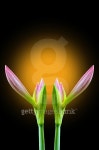 Breaking Amaryllis flower bud 이미지 (532987447) - 게티이미지뱅크 Breaking Amaryllis flower bud
