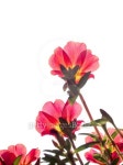 red moss-rose purslane on white background 이미지 (489115182) - 게티이미지뱅크 red moss-rose purslane on white background