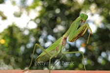 mantis 이미지 (478783354) - 게티이미지뱅크 mantis