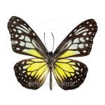 Yellow Glassy Tiger butterfly 이미지 (479155726) - 게티이미지뱅크 Yellow Glassy Tiger butterfly