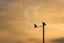 Birds in silhouette against an orange background 이미지 (474785074) - 게티이미지뱅크 Birds in silhouette against an orange... 