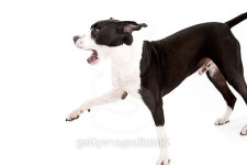 dog startled 이미지 (483134462) - 게티이미지뱅크 dog startled