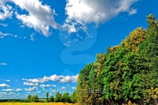 Grove in the meadow 이미지 (485498272) - 게티이미지뱅크 Grove in the meadow