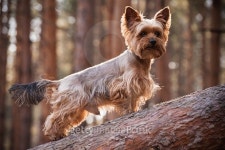 Male Yorkshire Terrier dog in forest 이미지 (485573686) - 게티이미지뱅크 Male Yorkshire Terrier dog in forest