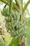 green Banana tree 이미지 (470538792) - 게티이미지뱅크 green Banana tree